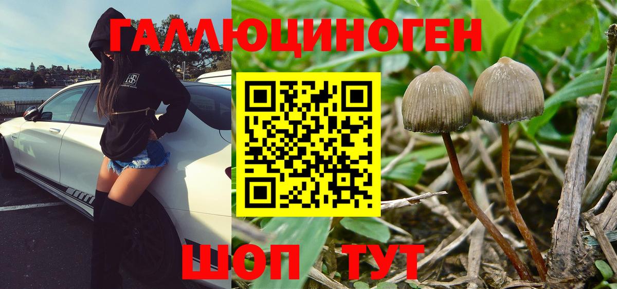 Псилоцибиновые грибы GOLDEN TEACHER  Вход с VPN  Саратов  Псилоцибиновые грибы Psilocybine cubensis 